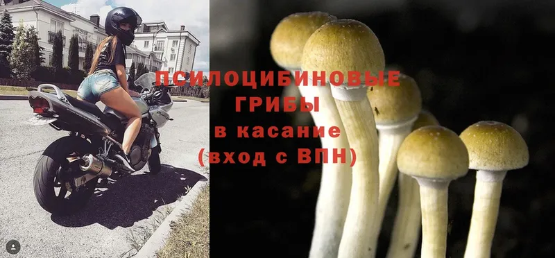 мега tor  Палласовка  Псилоцибиновые грибы Psilocybe 